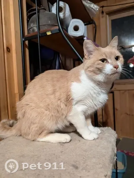Found: Affectionate Cat, Hyde Park Area - photo