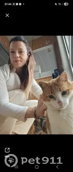 Chat perdu : Caramel, yeux bleus, Hérouville - photo