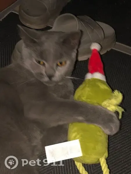 Chat chartreux perdu à Hénin-Beaumont - photo