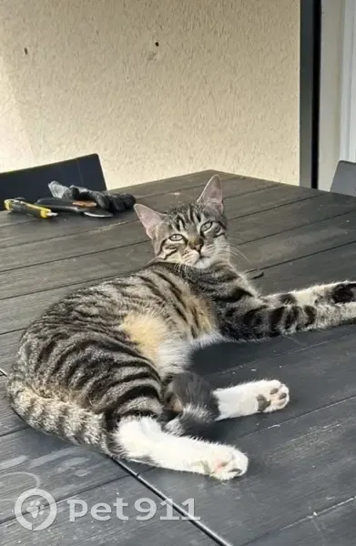 Chat perdu à Combs-la-Ville, aide requise - photo