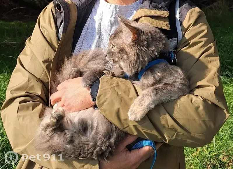 Chatte grise perdue à Lusigny-sur-Barse - photo