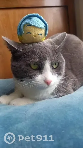 Chatte Luna perdue à Dame Blanche - photo