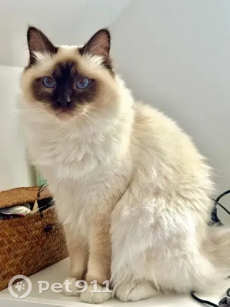 Chat perdu, Sacré de Birmanie, Chaville - photo