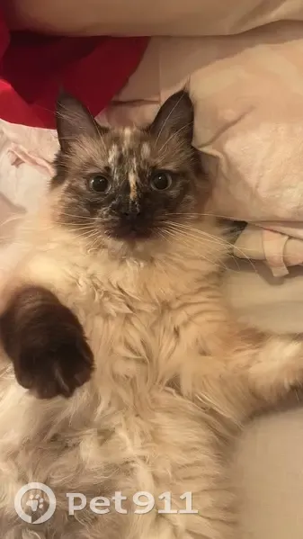 Chatte perdue à Poubeau : Neige recherchée - photo