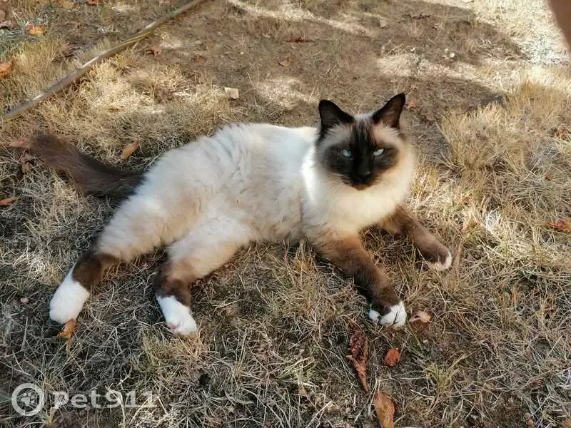 Chat mâle perdu, collier bleu, Annonay - photo