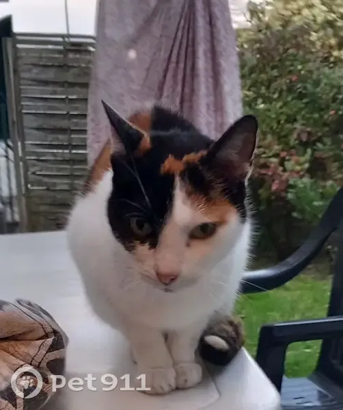 Chatte perdue à Boucau, besoin soins - photo