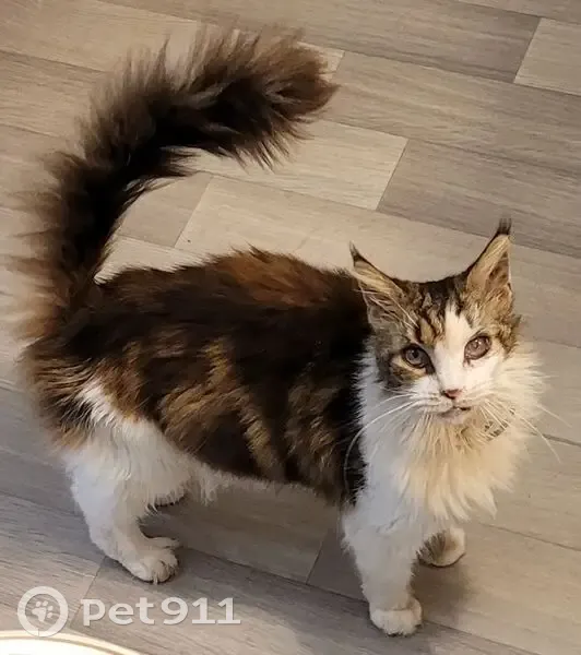 Chatte perdue : Lili Blue, 10 ans, Fouras - photo
