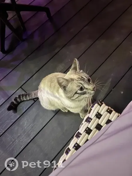 Chat câlin trouvé près des restaurants - photo