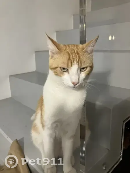 Chat perdu à Mauguio, Enclos des Roselières - photo