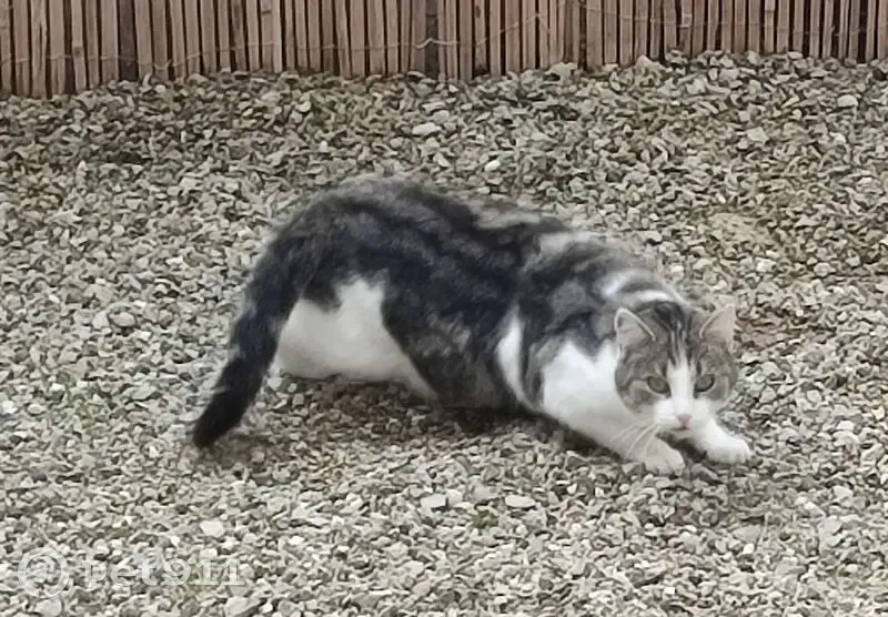 Chatte perdue, pelage blanc et gris, tatouée - photo