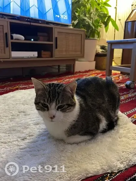 Chat européen perdu, blanc gris noir, Paris - photo