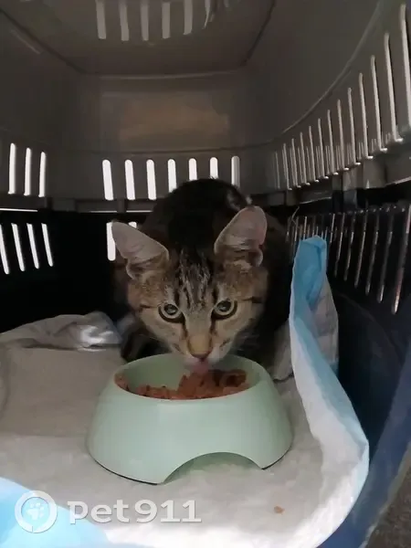 Jeune chatte tigrée câline trouvée à Jaux - photo