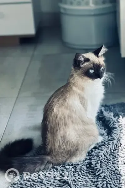 Chat Sacré de Birmanie perdu à Mitry-Mory - photo