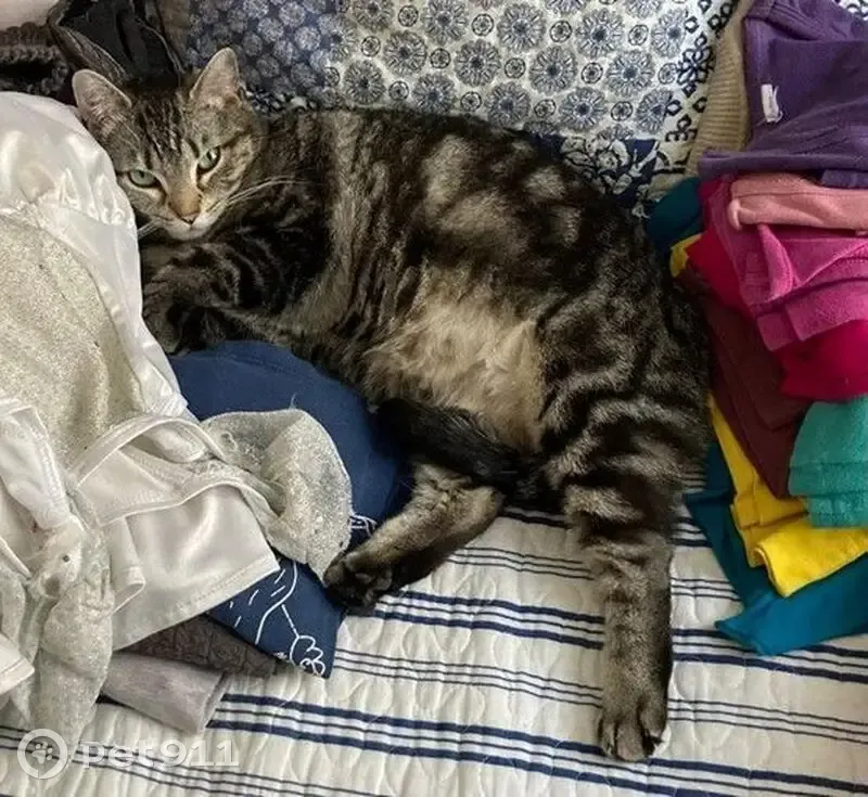 Chatte tigrée perdue à Colombes - photo