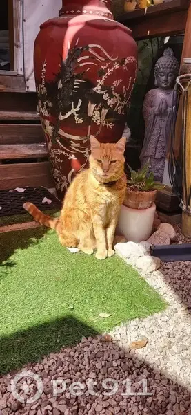 Chat tigré roux volé, vu à Toulouse - photo