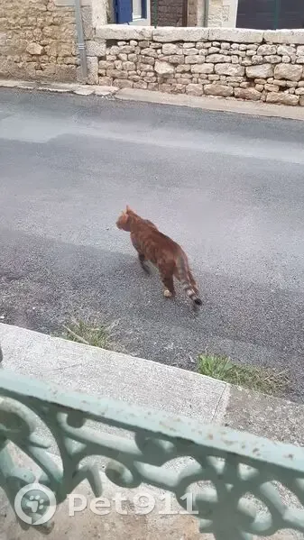 Chat très câlin trouvé à Saint-Maixent - photo