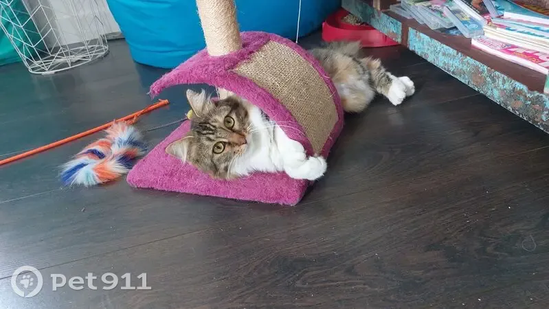 Chatte écaille de tortue perdue à Sartrouville - photo