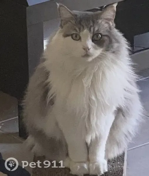 Chat perdu à Montpellier, Croix d’Argent - photo