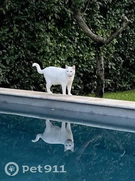 Chat blanc sourd perdu, collier rouge - photo