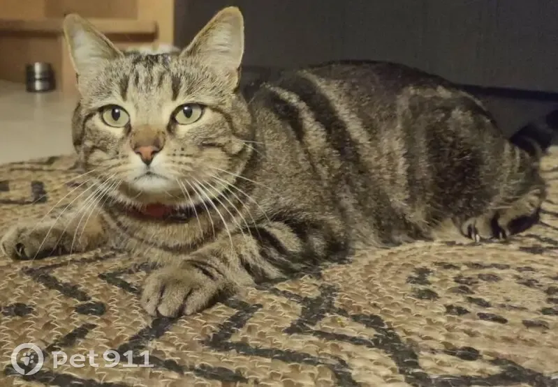 Chatte tigrée perdue à Pollestres - photo