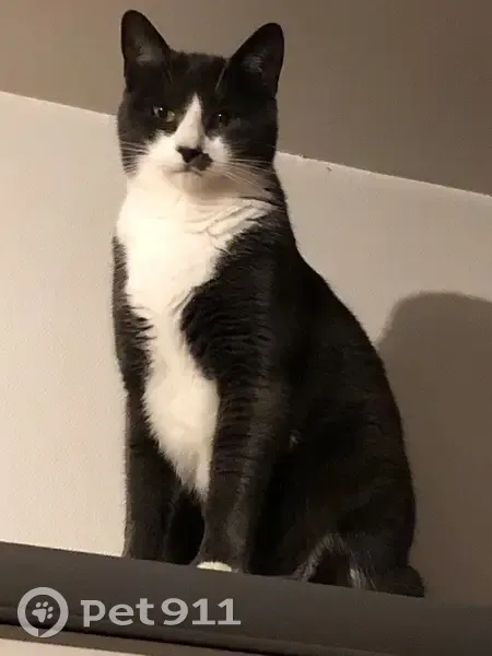 Chat gris foncé perdu à La Chapelle-sur-Erdre - photo