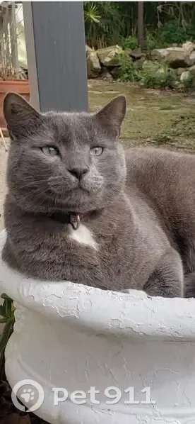 Chat Chartreux perdu, pattes blanches, Castelnau - photo