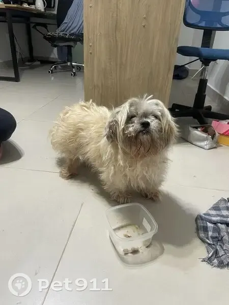 Cachorro encontrado - photo