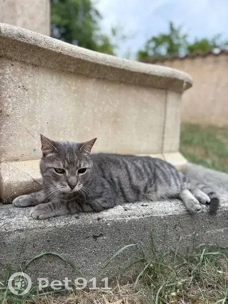 Chat perdu : Teddy, tigré gris, Élancourt - photo