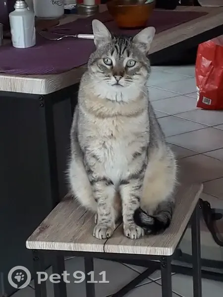 Chat tigré perdu, Impasse des Pinsons - photo