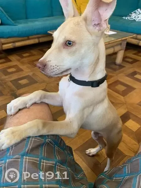 Chiot fauve et blanc trouvé à St-Denis - photo