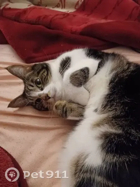 Chat perdu : Nonange, gris blanc tigré - photo