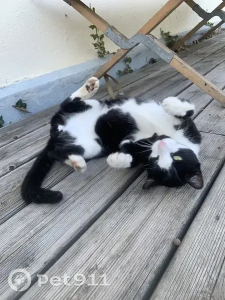 Chat perdu : Misty, jeune mâle craintif - photo