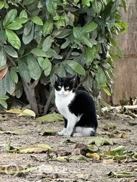 Chat noir et blanc trouvé à Manosque - photo