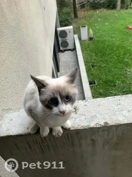Chatonne siamoise trouvée à Malakoff - photo
