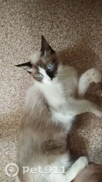 Chatte perdue à Lyon, sociable et câline - photo