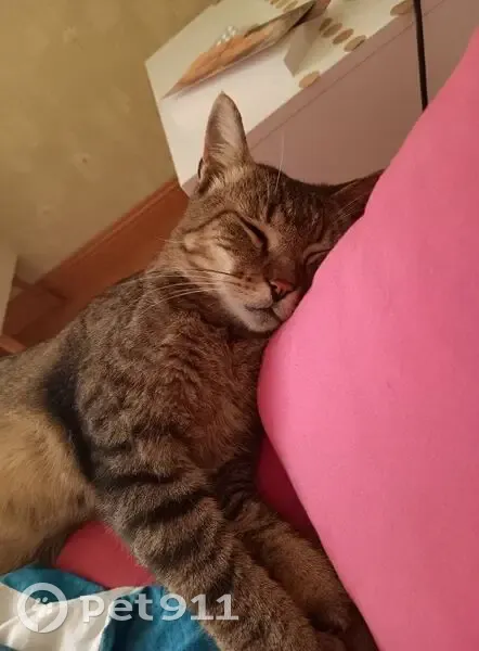 Chat européen tigré perdu à Mesnil-en-Ouche - photo