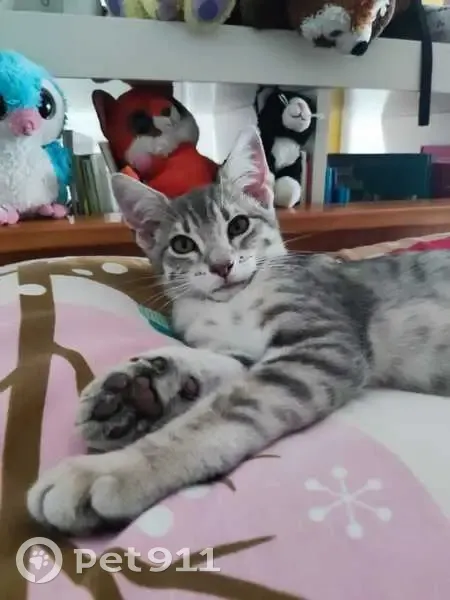 Chaton perdu, 5 mois, Rue des Charmes - photo
