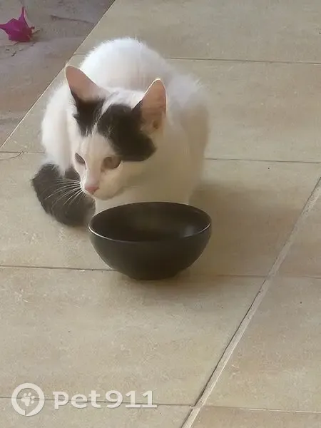 Chat trouvée, noire sous oreilles, St-Raphaël - photo