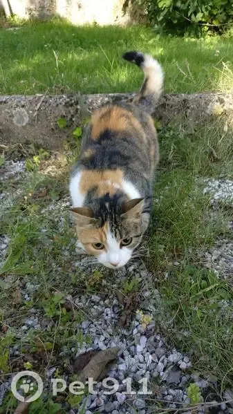 Chatte tricolore perdue à Vannes - photo