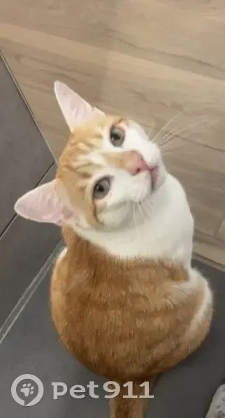 Chat perdu, peureux à Unieux (Auvergne) - photo