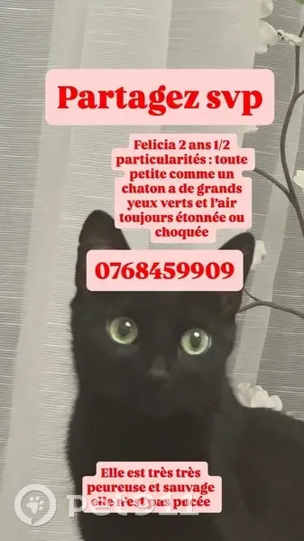 Chatte noire perdue, impasse Madeleine Simon - photo