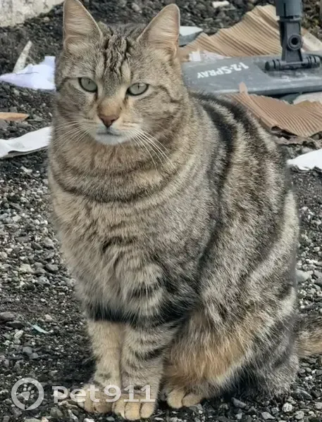 Chat perdu à Labastidette, Occitanie - photo