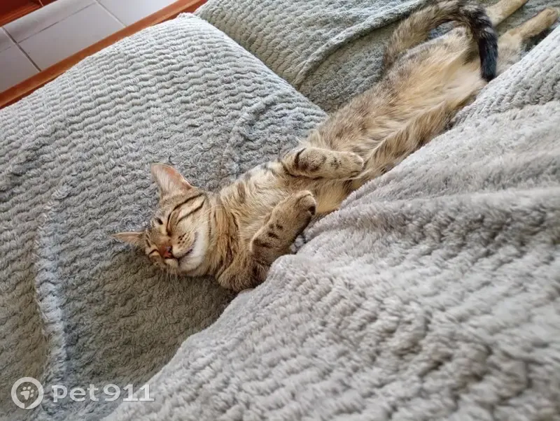 Chat tigré perdu à Charnas - photo