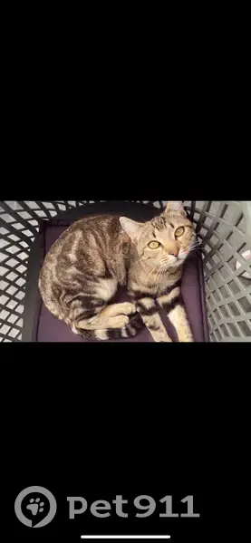 Chat tigré câlin perdu, Rue de Menin 59 - photo