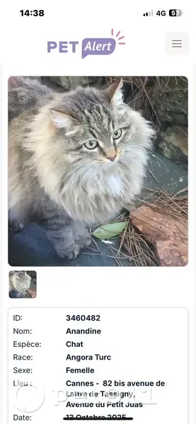 Chatte perdue à Cannes, 13 ans, contactez-nous ! - photo