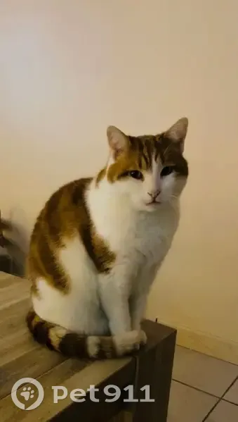 Chatte rousse-blanche perdue à Mulsanne - photo
