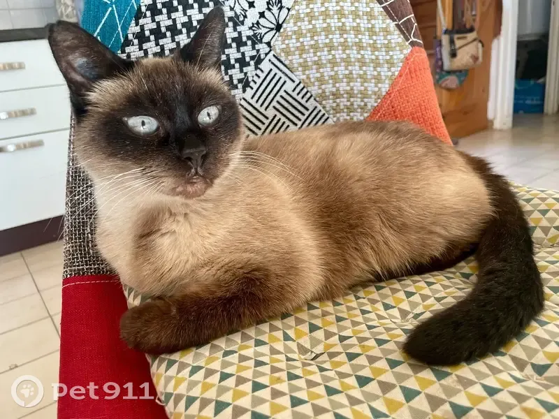 Chatte siamoise sociable perdue à Saint-Onen - photo