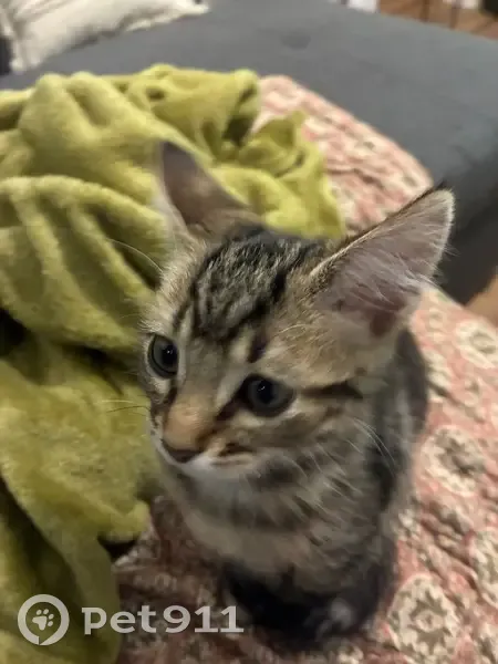 Chaton 3 mois perdu, Rue Puvis Poitiers - photo