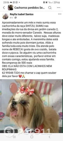 Cachorro perdido Fêmea (brl001651) - photo