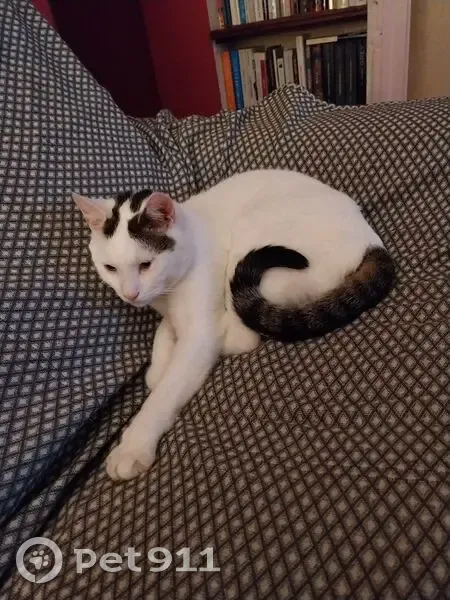 Chat européen perdu : Snoupi, 4 ans, Thonon - photo